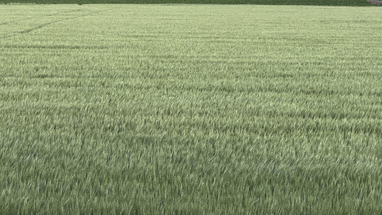 Wind Blowing Over A Field Of Wheat.