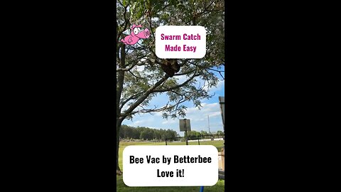 Vacuuming A Swarm Of Honeybees