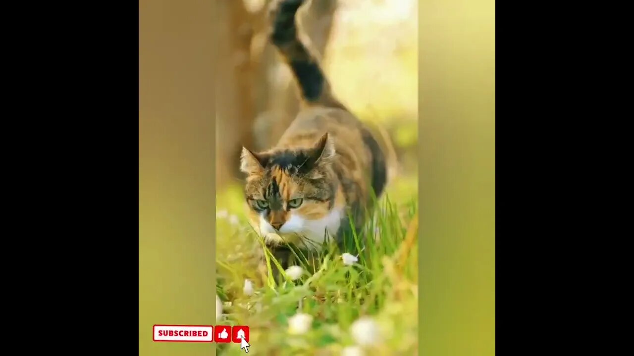 cute cat videos 😹 funny videos 😂1684