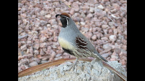 Wildlife Bros Episode 2 Gambel's Quail