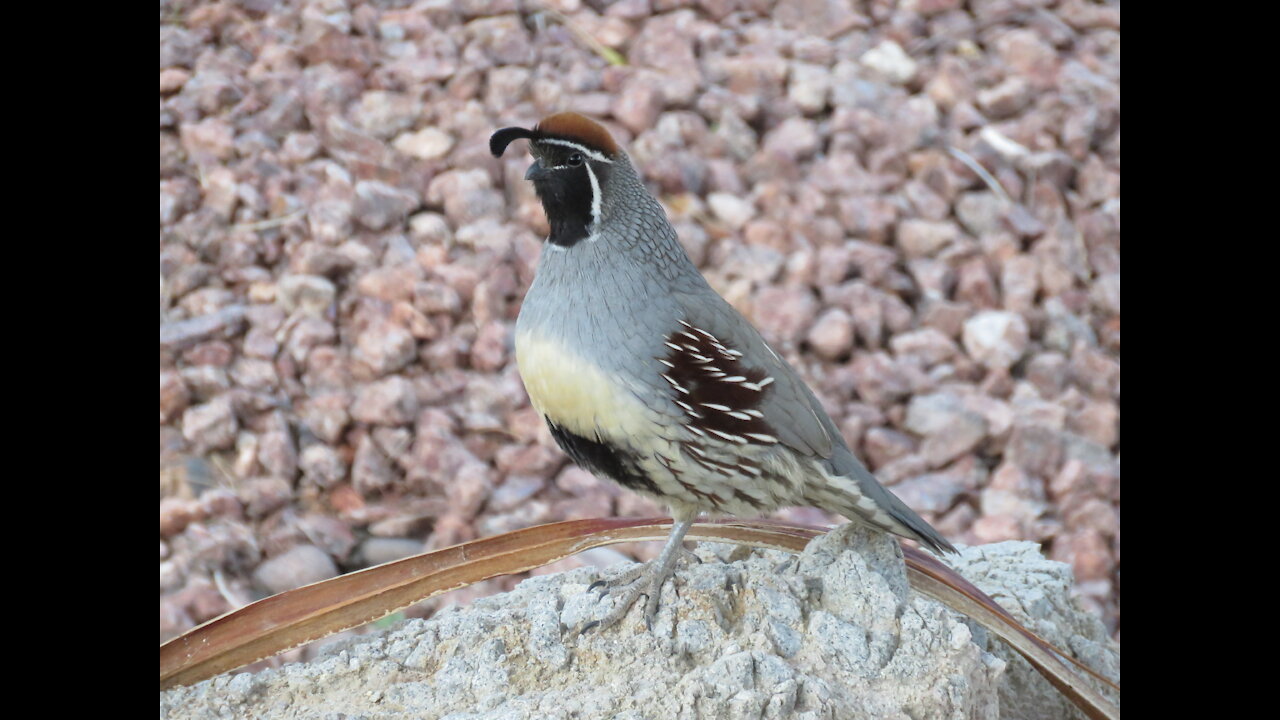 Wildlife Bros Episode 2 Gambel's Quail