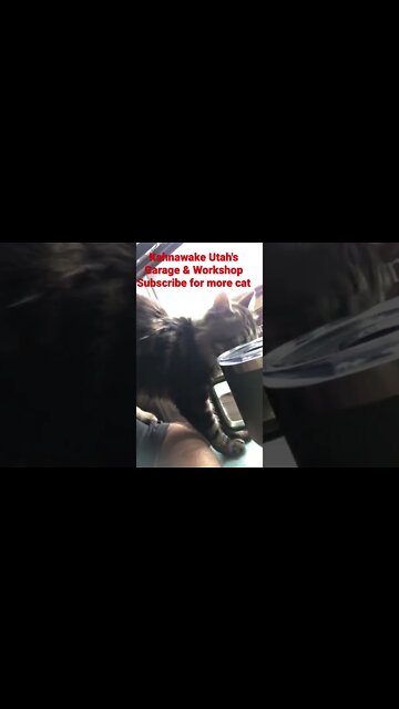 What are you doing cat - #shorts