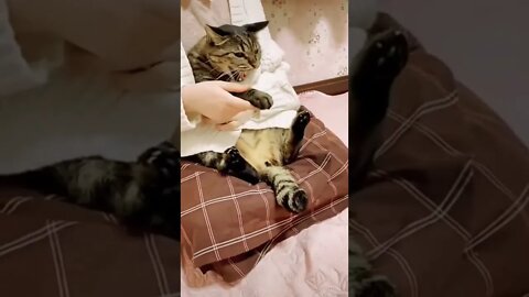 Cat Video #funny #reels #shorts #cat