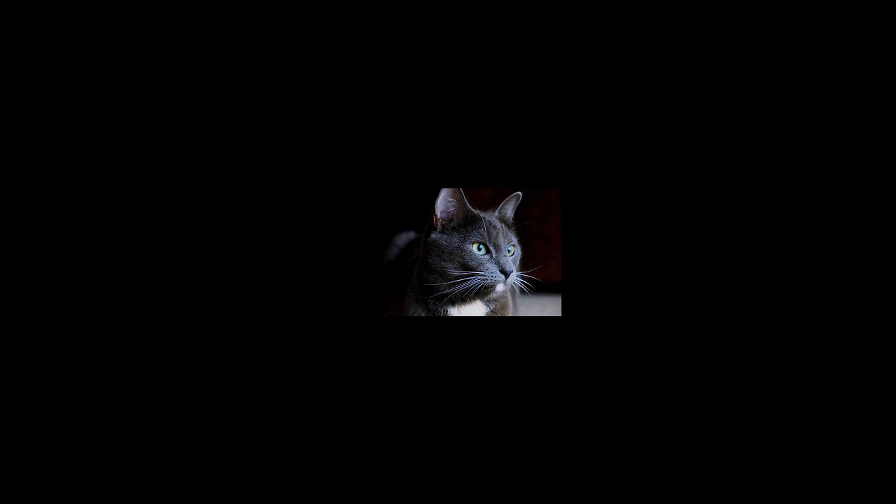 Blue eyes and black hair my lovely cat