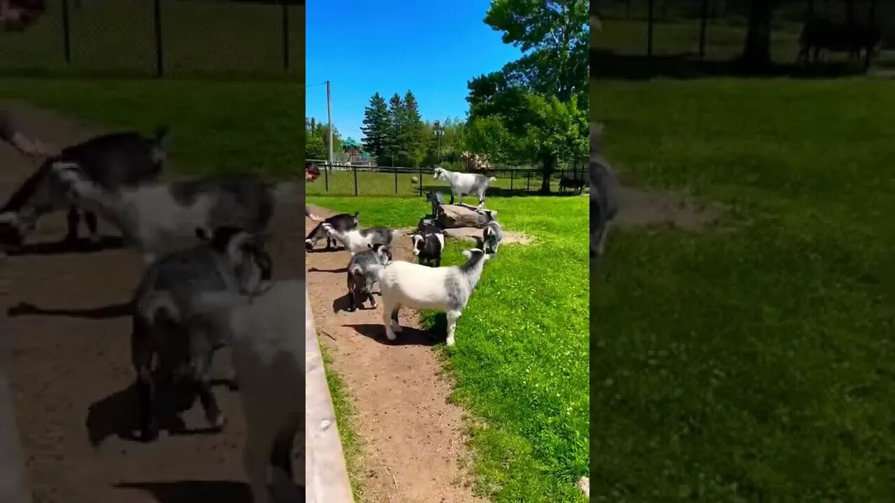 Black and White Goats