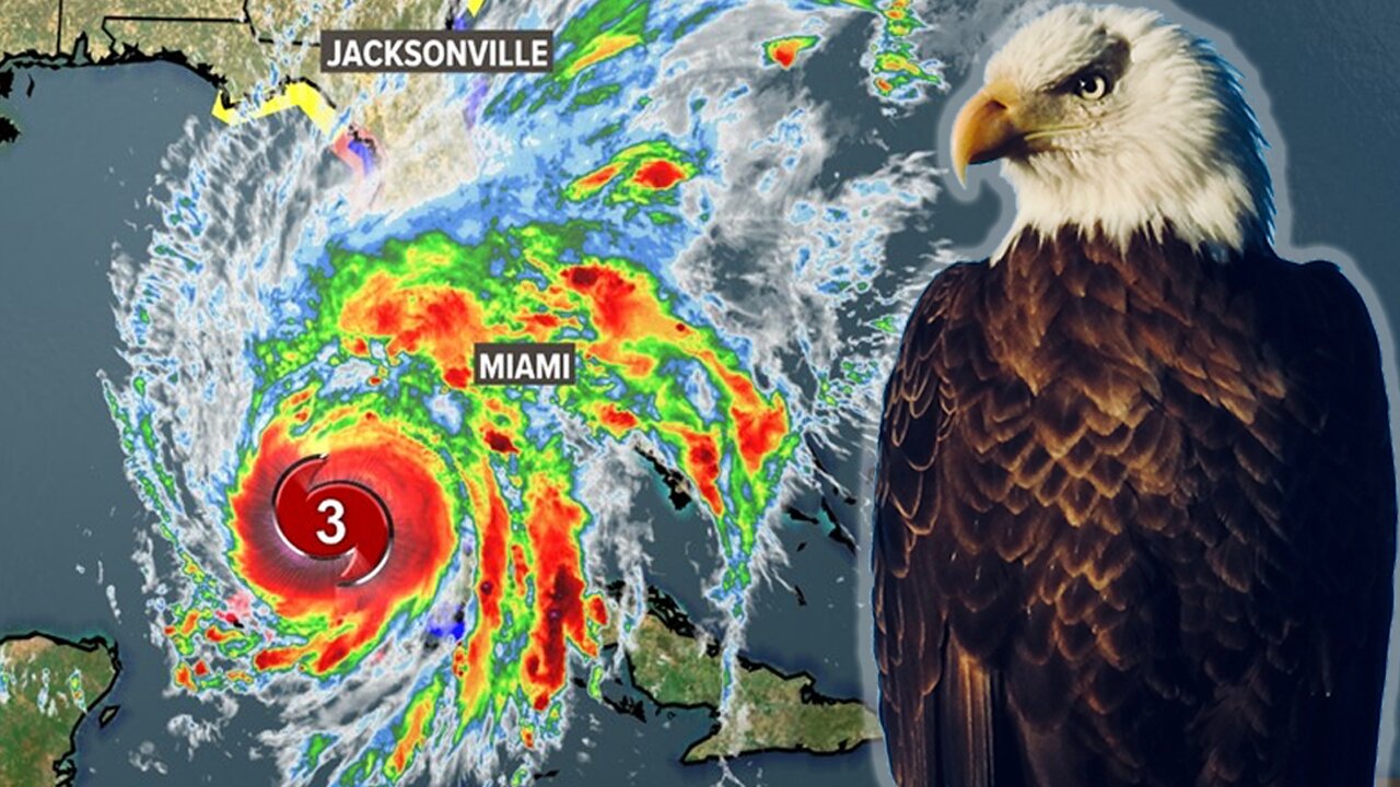 What Happens When a Hurricane Hits a Bald Eagle Nest ?