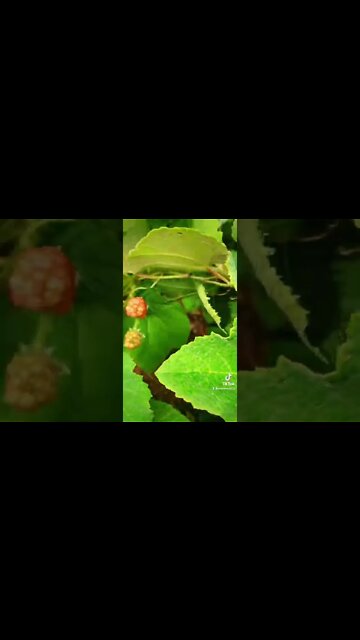 Create a living privacy fence!!