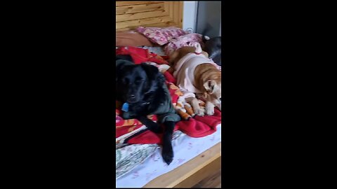 brothers from another mothers