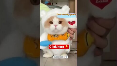 cute cat videos 😹 funny videos 😂 😻#shorts #shortsfunny #cutecat #catvideos #catscare