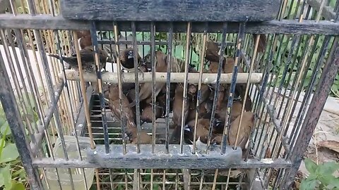 burung emprit jawa, #burungemprit #empritjawa #PYH_liar_kediri