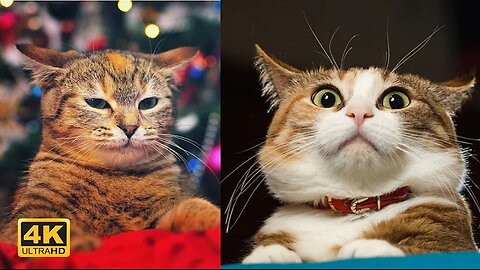 A selection of funny cats