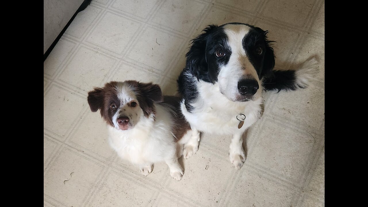 Border Collie Puppies LIVE