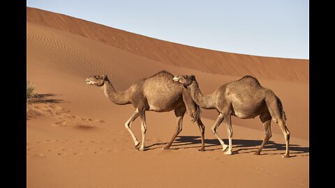 Camel short video