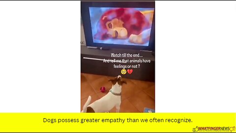 Dogs possess greater empathy than we often recognize.