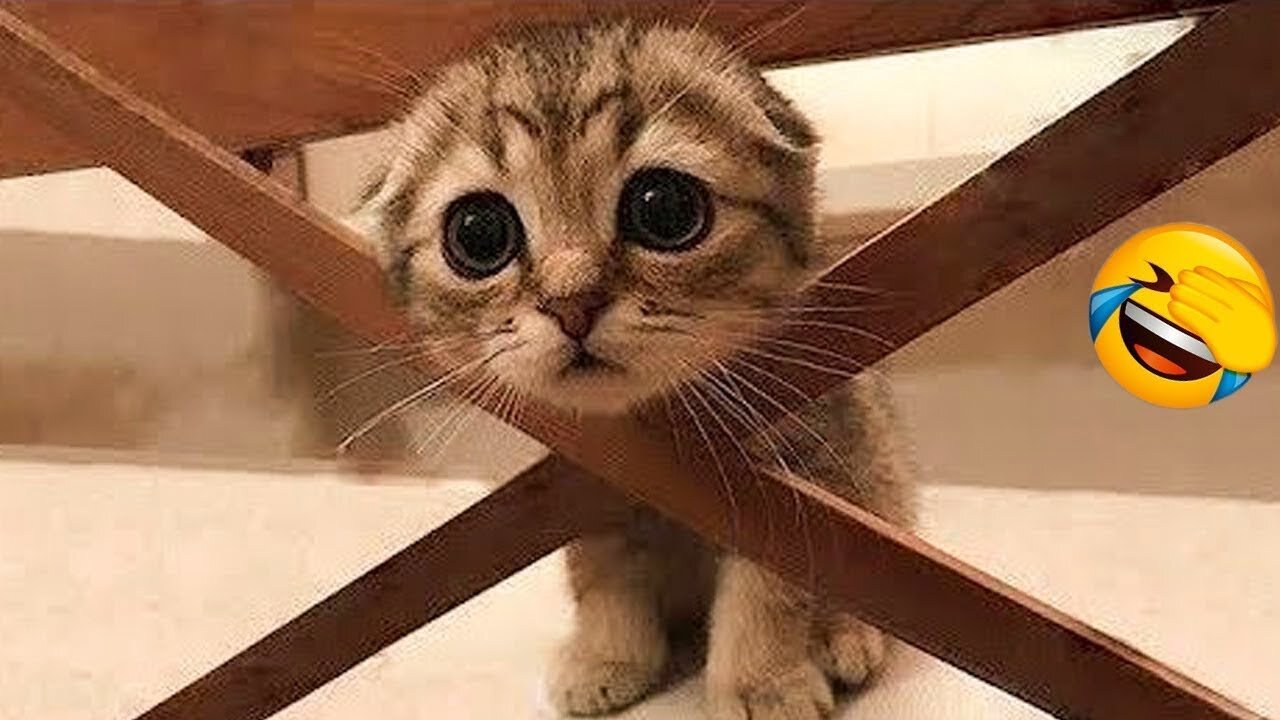 Try Not To Laugh Animals : 1 Hour of Funniest Cat Videos