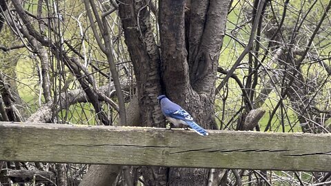 Blue Jay stopped by