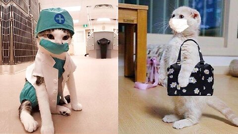 Funniest Animals Planet - Best Of The 2022 Funny Dogs And Cats Videos #5