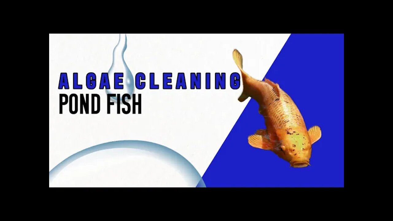 What Fish Help Clean Ponds | Best Pond Fishes For Your Pond