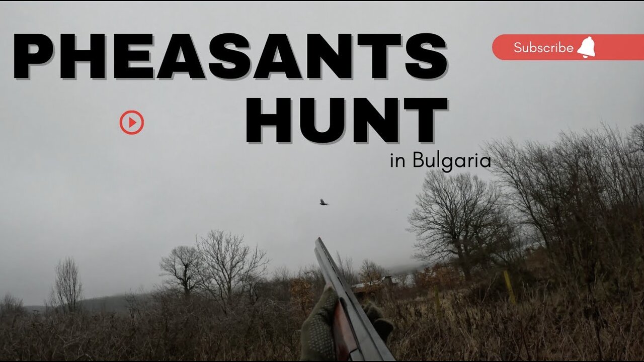 Pheasant Hunt in BULGARIA! Bird Fever EPISODE 1! Level Hunting