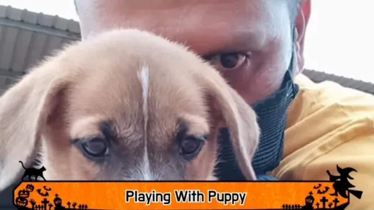 Playing With Puppy Dog/Stress Free Relaxing Music.