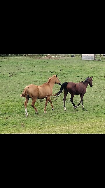 The Most Beautiful Horses in Upstate NY! 'WalkinAndTalkinAcrossAmerica'