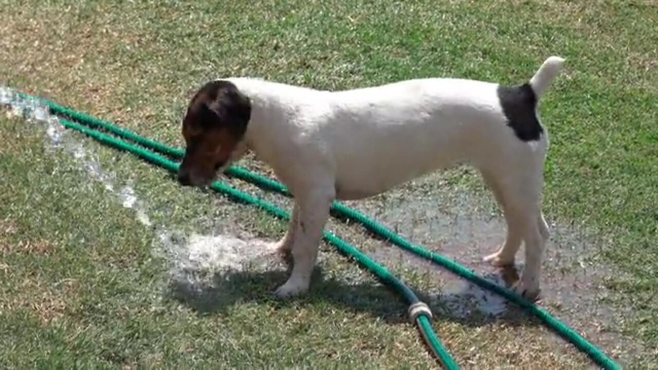 Dog Playing With Water