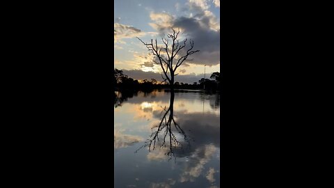 The Standing Tree, La Trobe Melbourne 2023!!