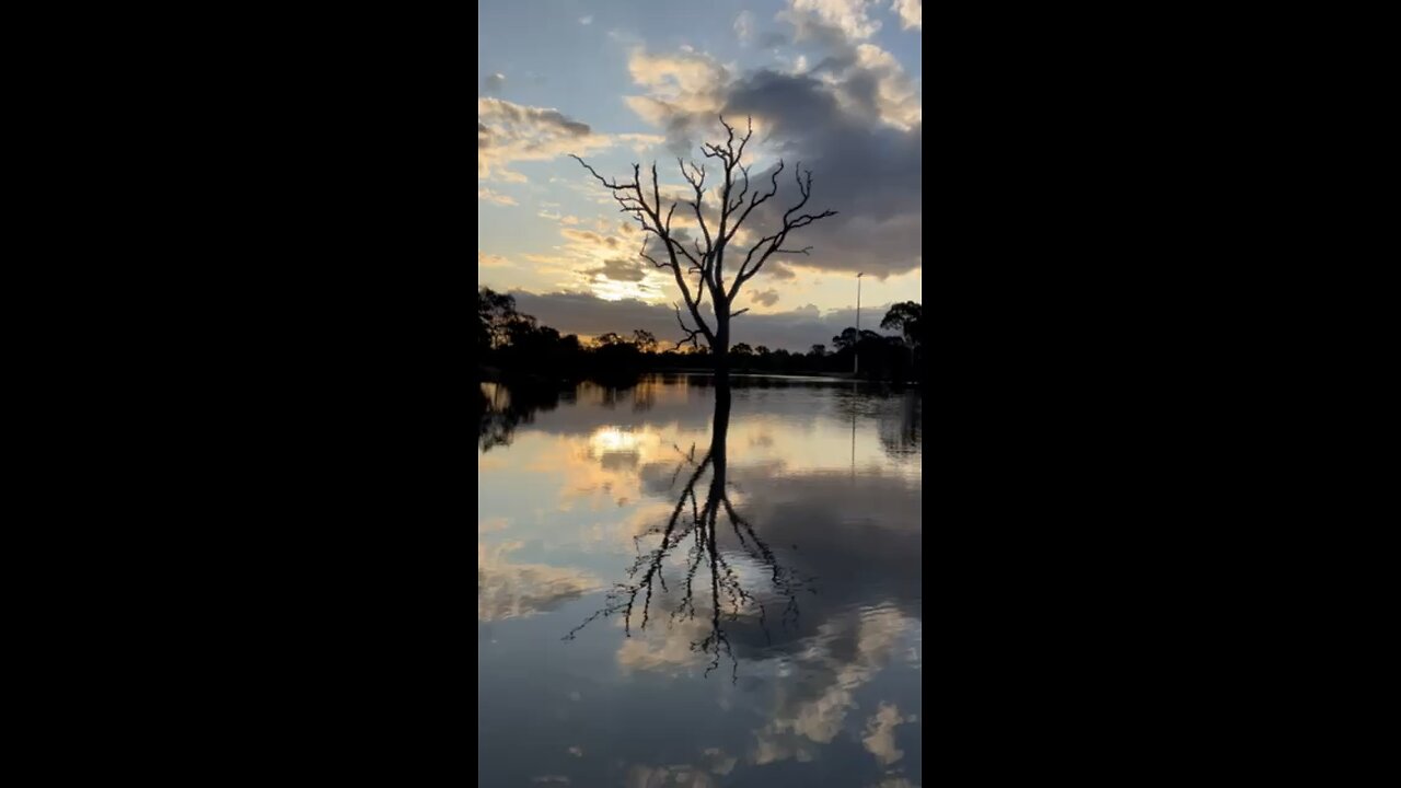 The Standing Tree, La Trobe Melbourne 2023!!