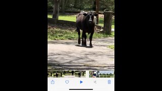 When your bull like the neighbors fence better.