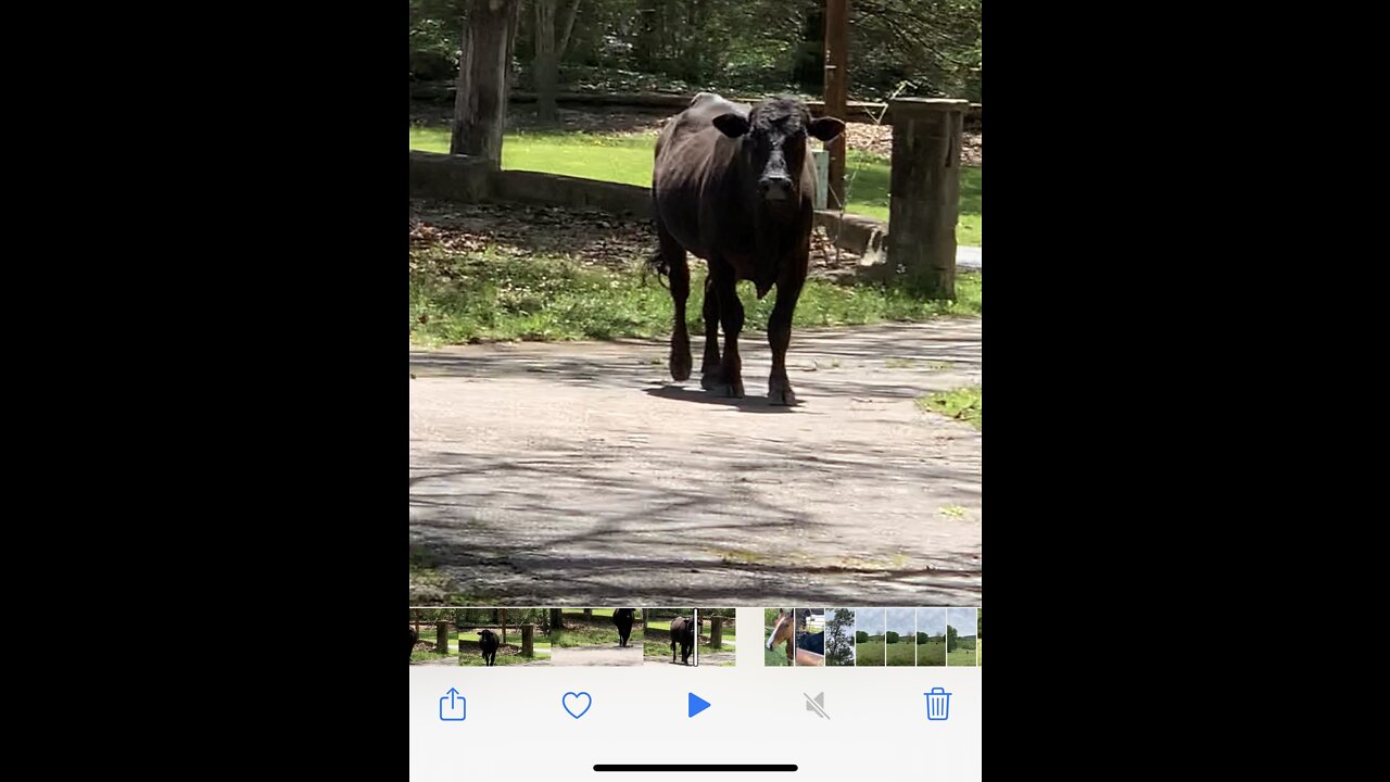 When your bull like the neighbors fence better.