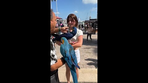 Beautiful parrot at public place