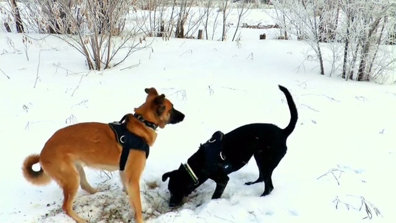 Lovely and cute dogs are playing in the snow