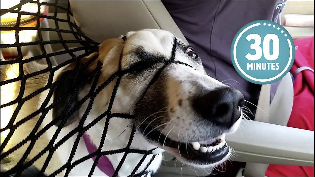 Try Not to Laugh CHALLENGE | 30 Minutes of Funny Dogs