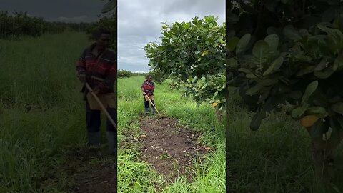 Cashew farm