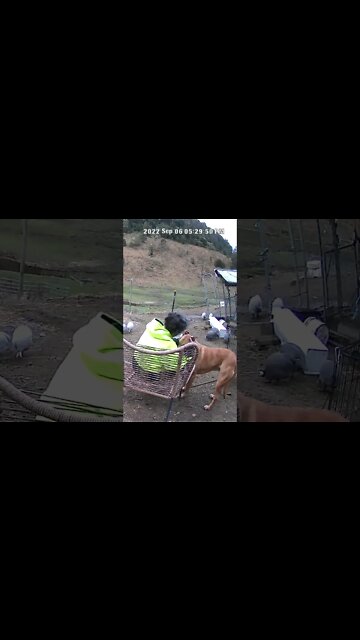 A dog and his owner caught on security camera