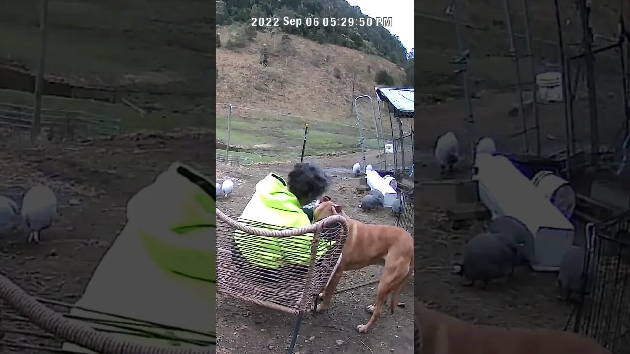 A dog and his owner caught on security camera