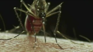 Steps to take to prevent mosquito bites