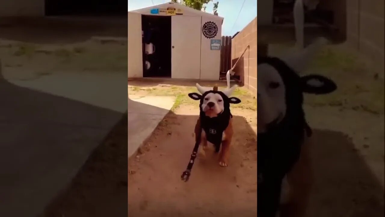 Wow How cute 😂❤️ please get this viral | #viral | #funnydogs | #trending | #shorts