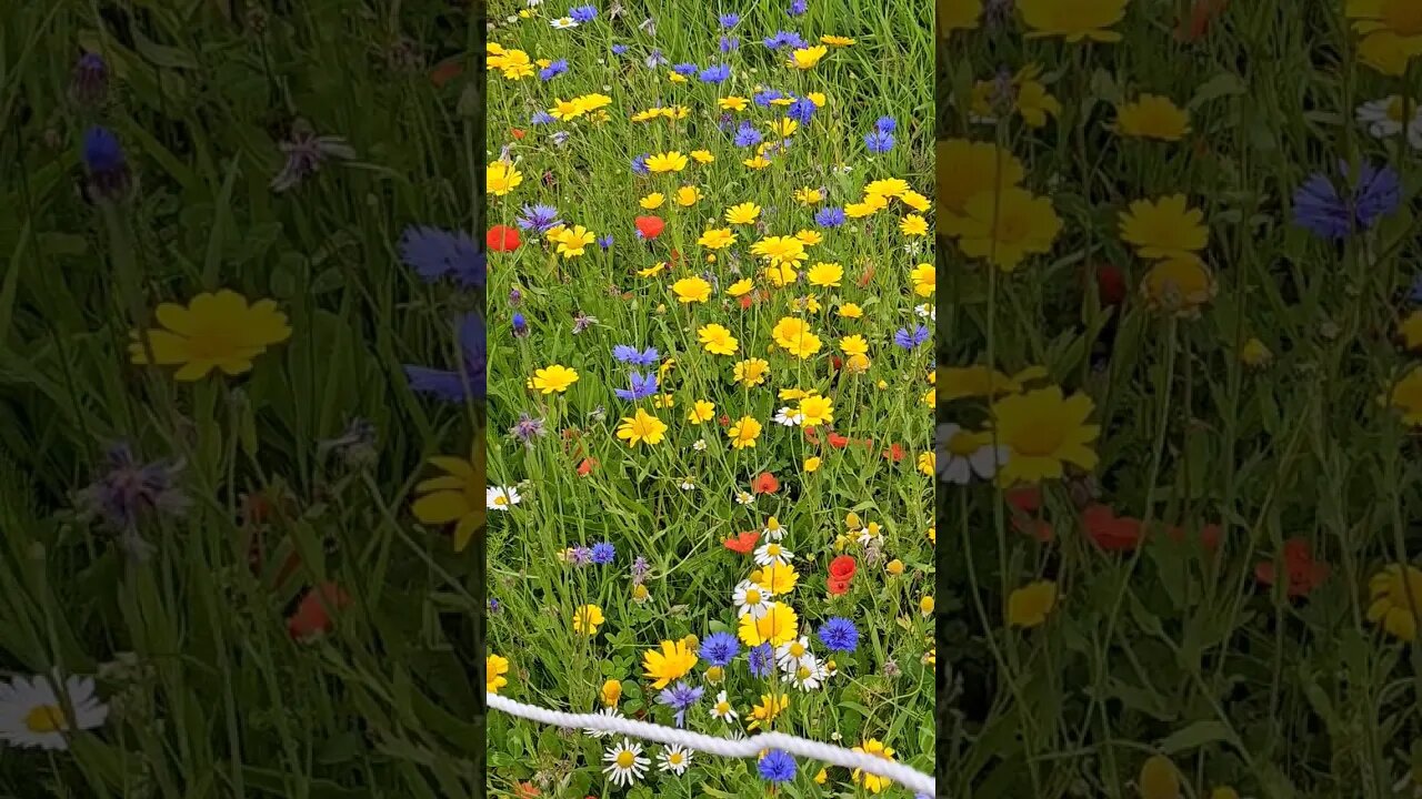 The West Highland Way flowers of Drymen Scotland
