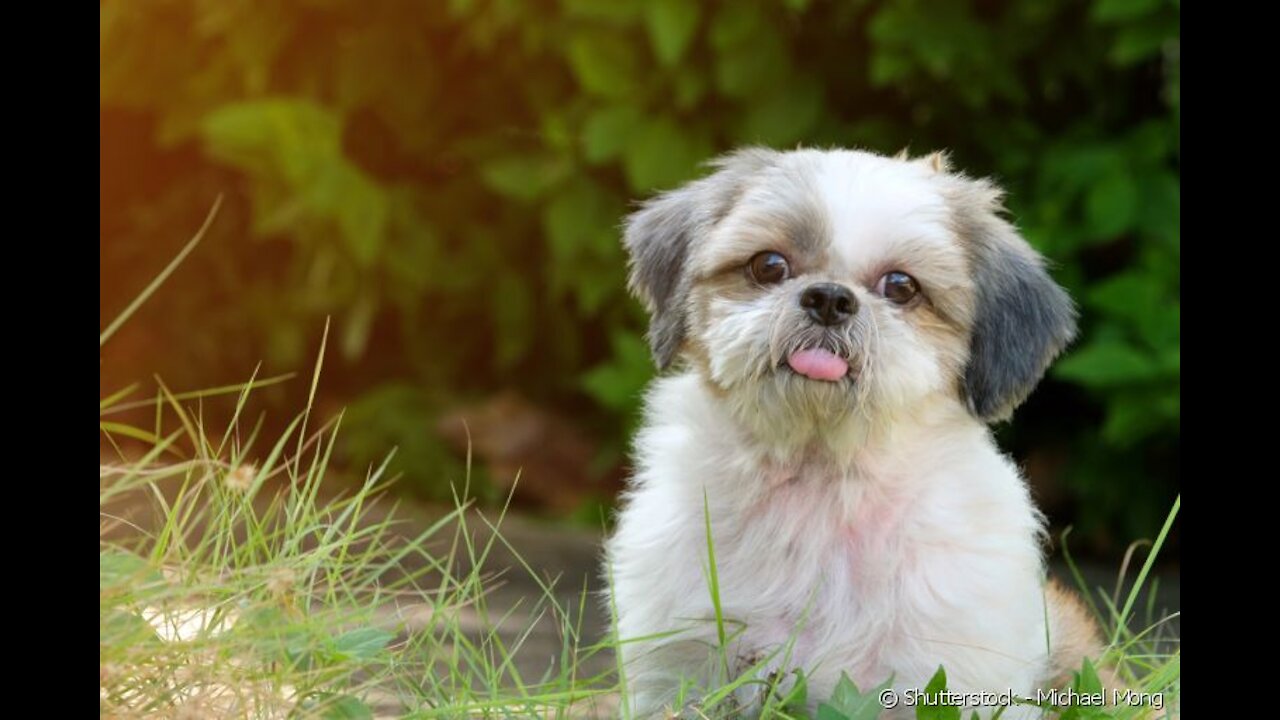 Shih Tzu na Cama com os Donos