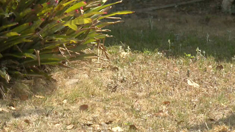 Lawns turning brown as lack of rain continues in West Palm Beach