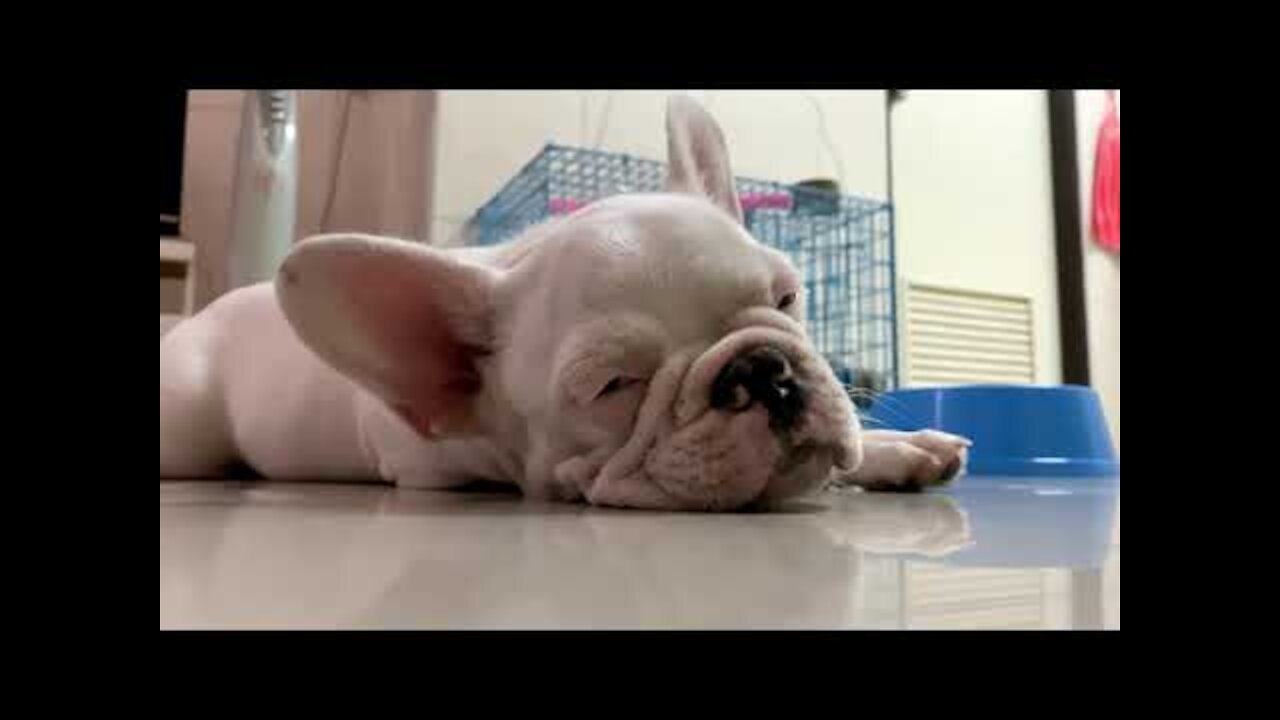 MOST CUTEST Cats and Dogs __ Awesome Pet Animals Videos 2022.