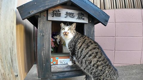 Cat Jizo