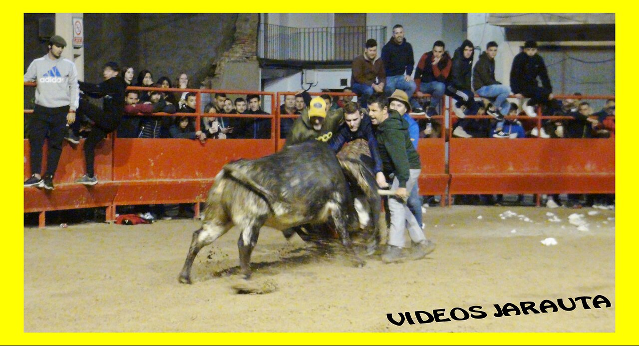 GRISEN ( ZARAGOZA ) TARDE VACAS CALLE Y PLAZA ( SABADO 12 NOVIEMBRE 2022 ) HNOS.VELA