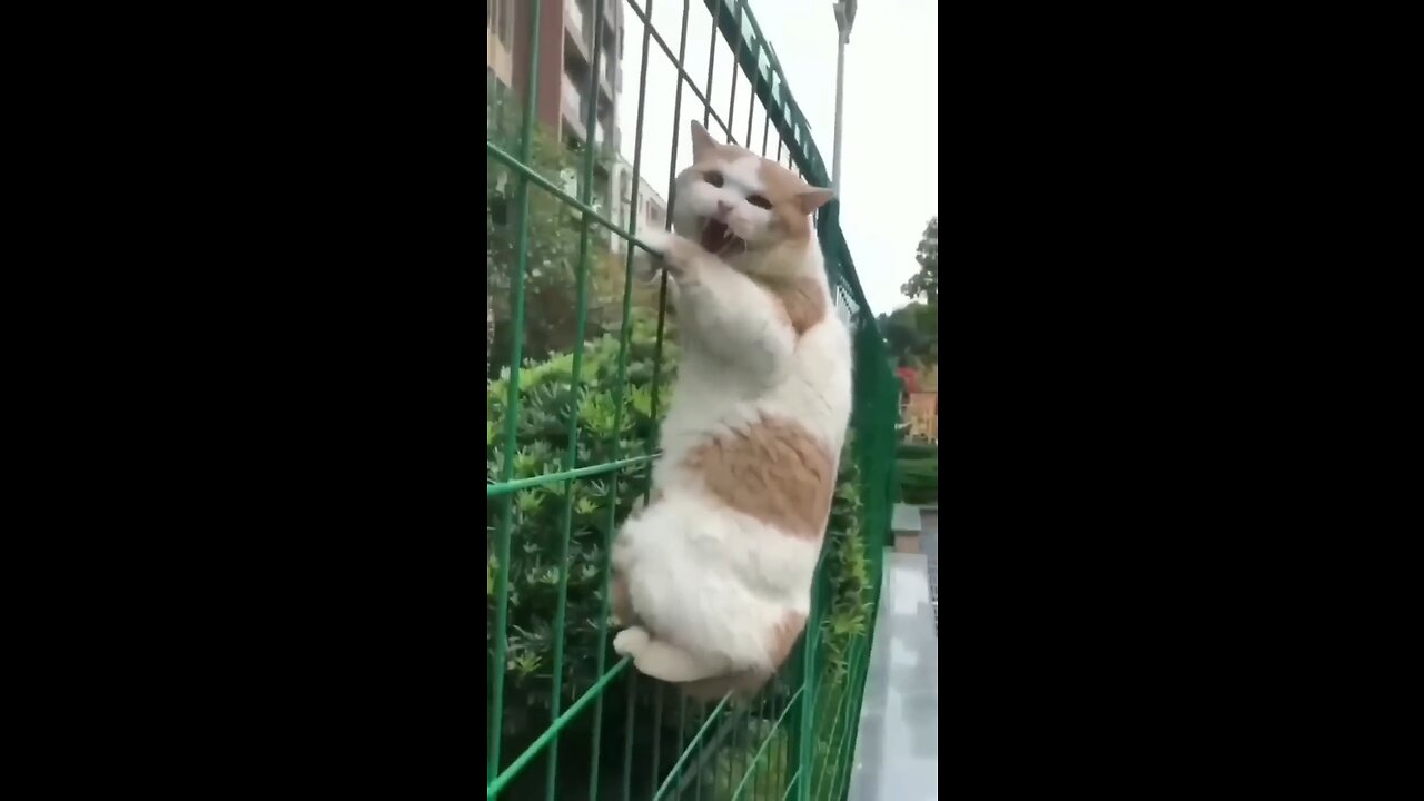 Funny Cat Videos