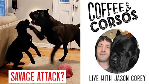 SAVAGE ATTACK? Coffee & Corsos Live With Jason Corey