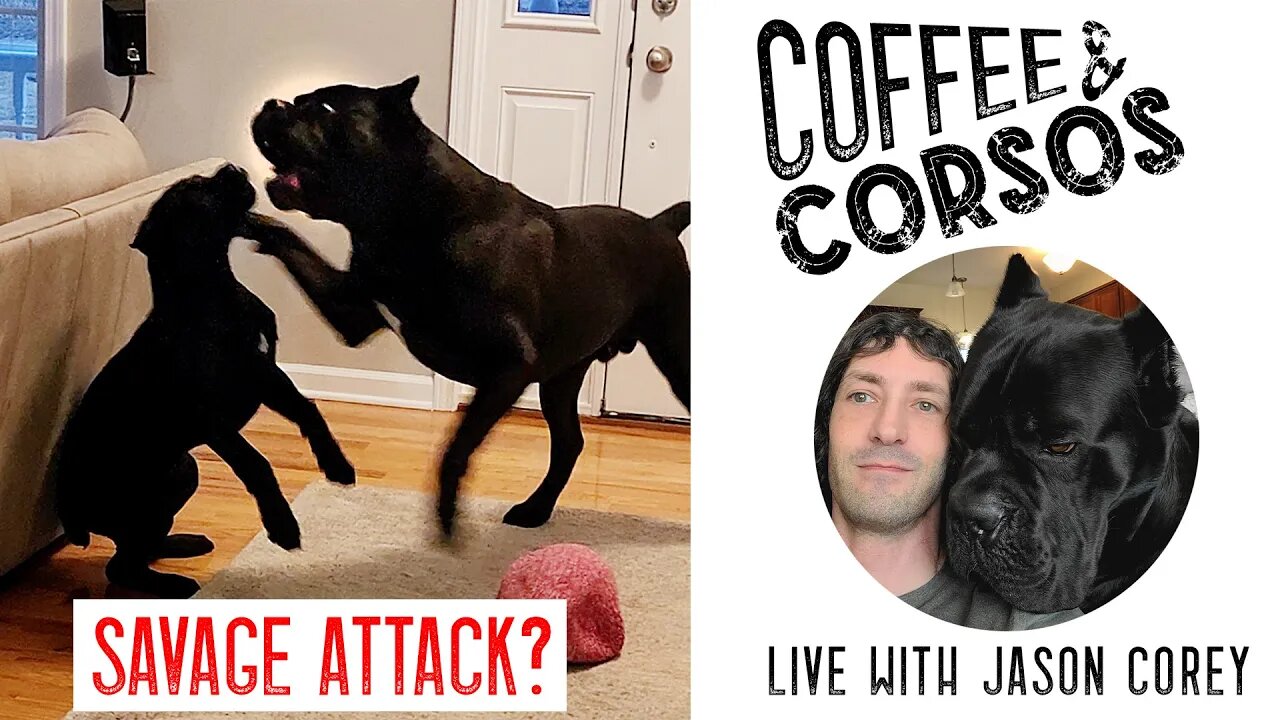 SAVAGE ATTACK? Coffee & Corsos Live With Jason Corey