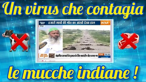In india c'è una moria di mucche, ecco cosa sta succedendo!