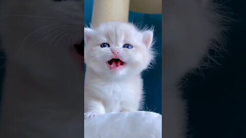 cute kitten's 😘