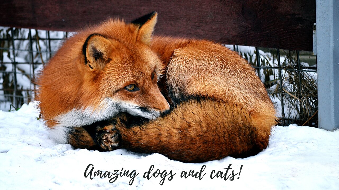 amazing dogs and cats!